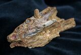Fossil Crocodile Maxilla (jaw) - Cretaceous #1361-3